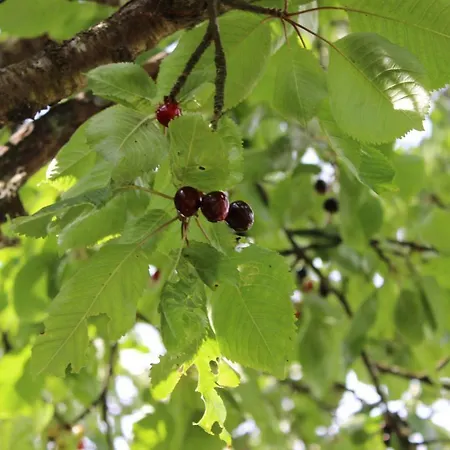 Eifelgold Appartement *