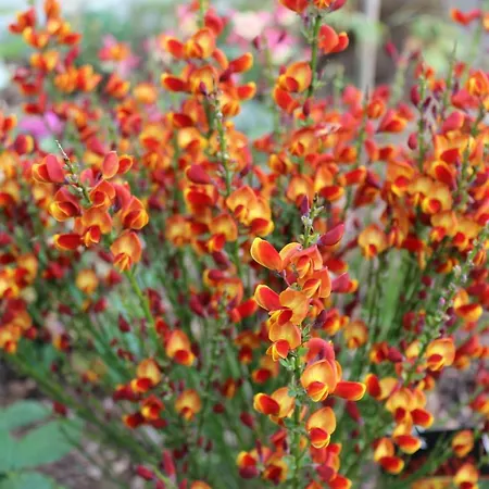 Eifelgold * Habscheid