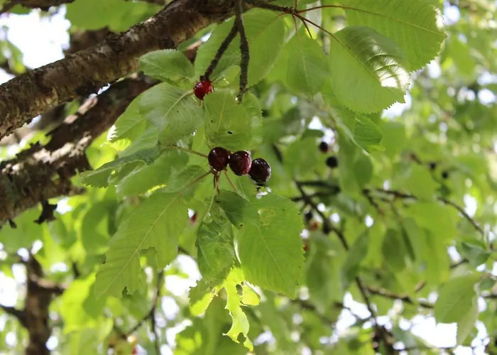 Eifelgold Appartement *