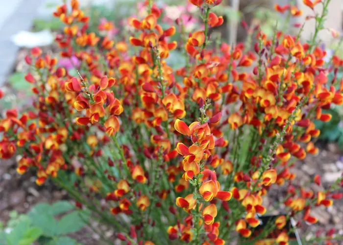 Eifelgold * Habscheid